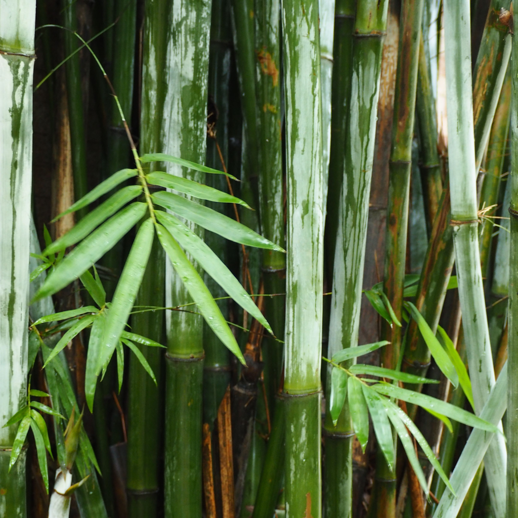 Organic Bamboo Candle