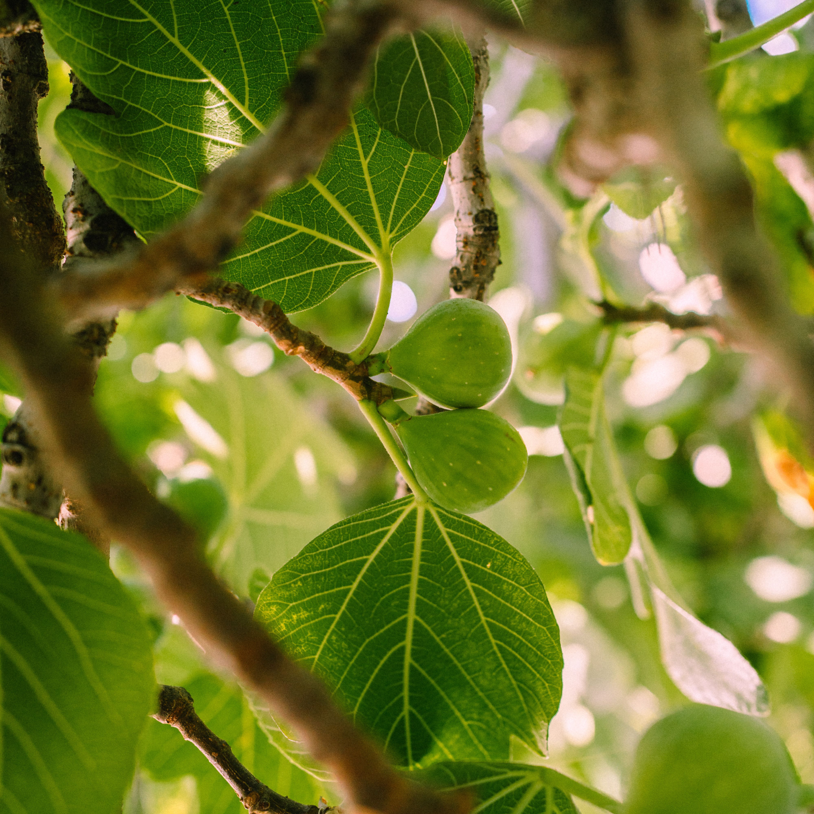 Fig Leaves Candle