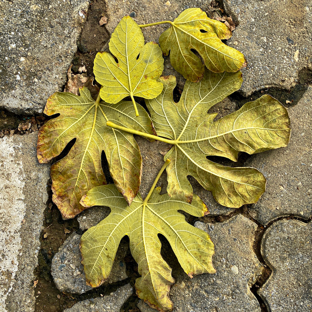 Fig Leaves Candle