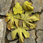 Fig Leaves Candle
