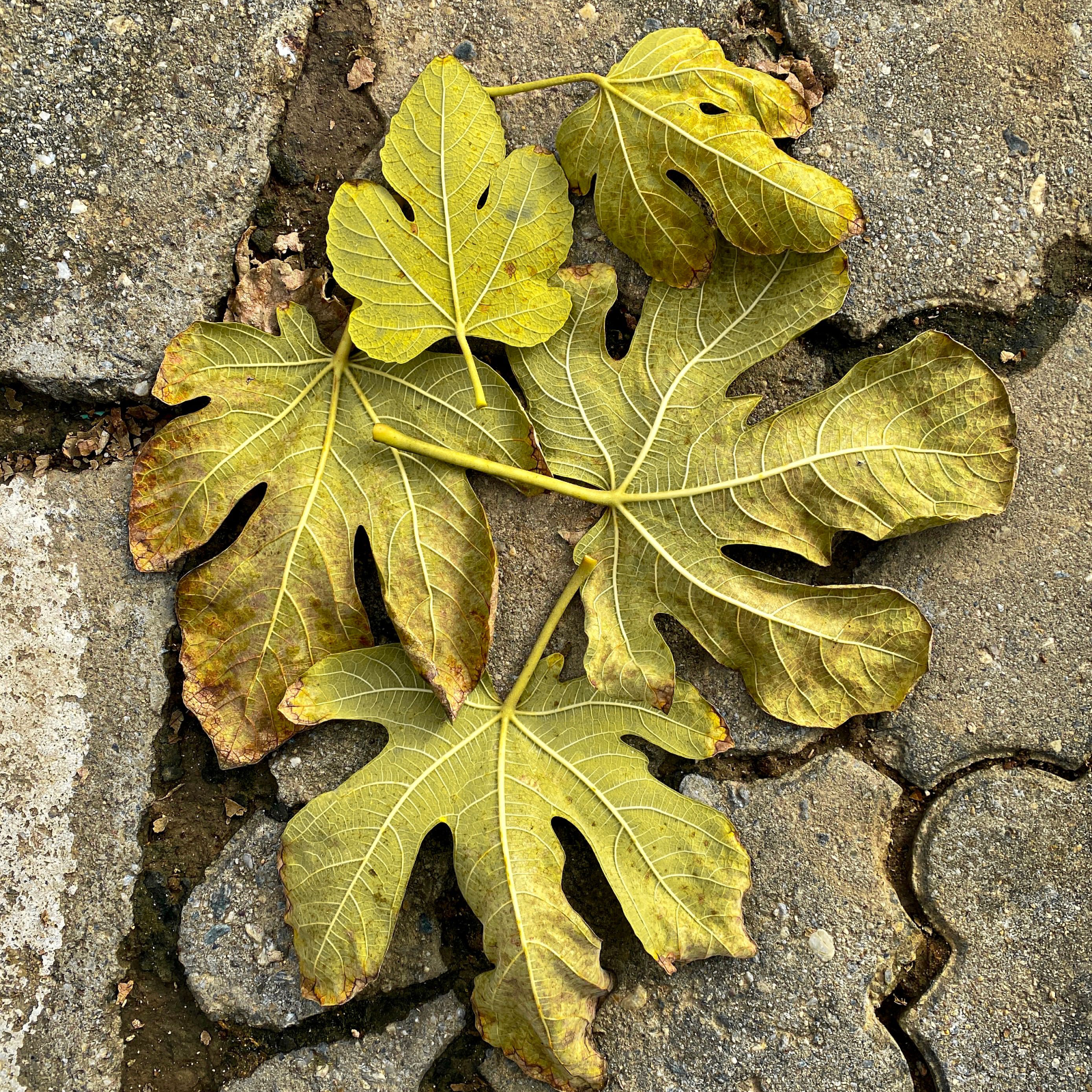 Fig Leaves Candle
