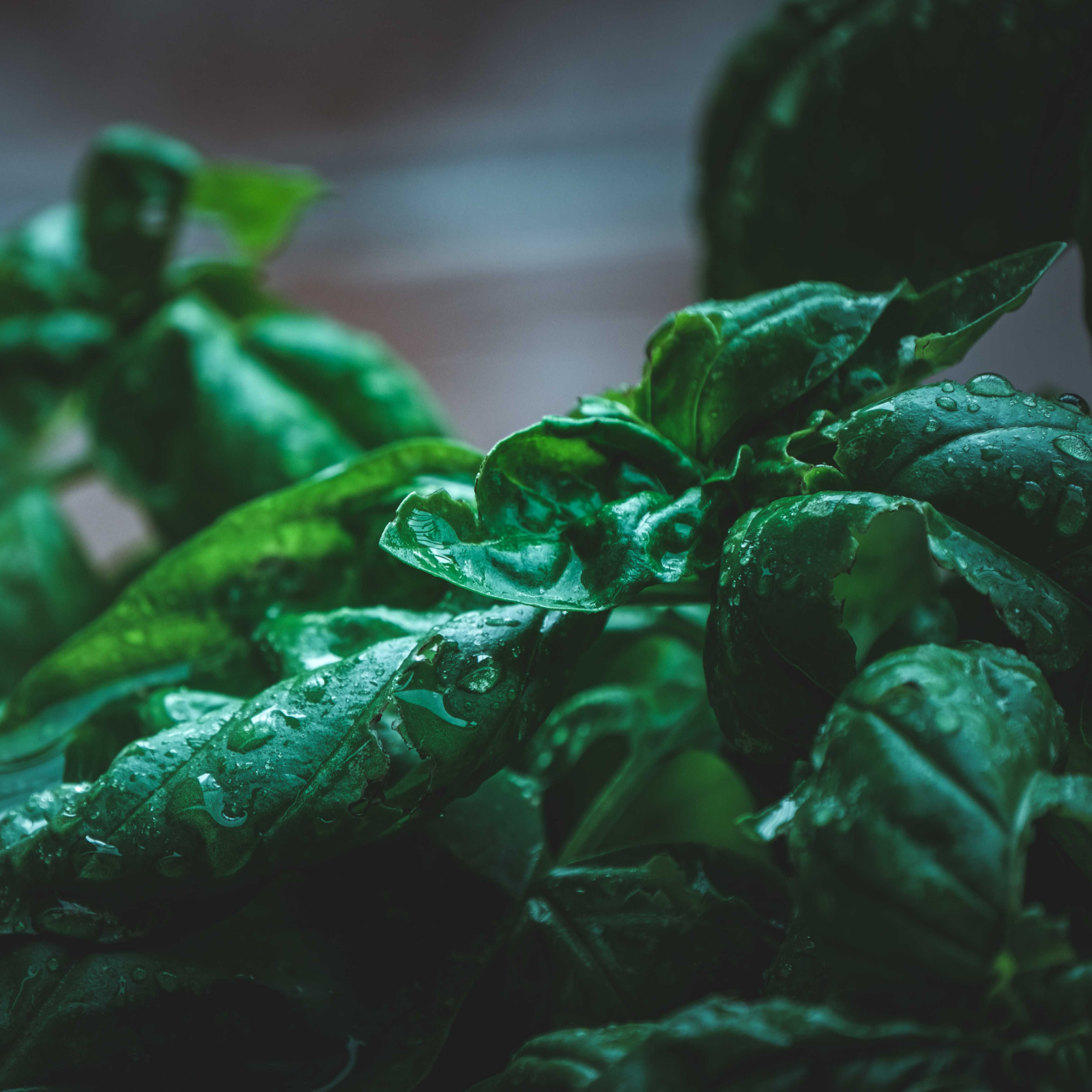 Fresh Basil Candle