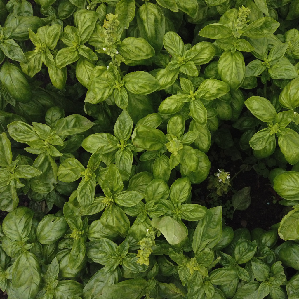 Fresh Basil Candle