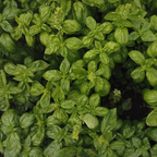 Fresh Basil Candle