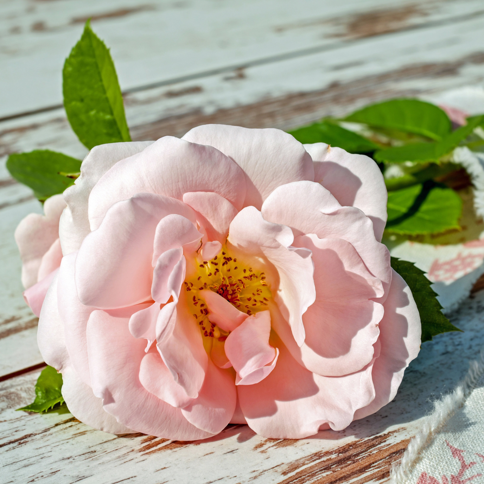 Garden Rose Candle