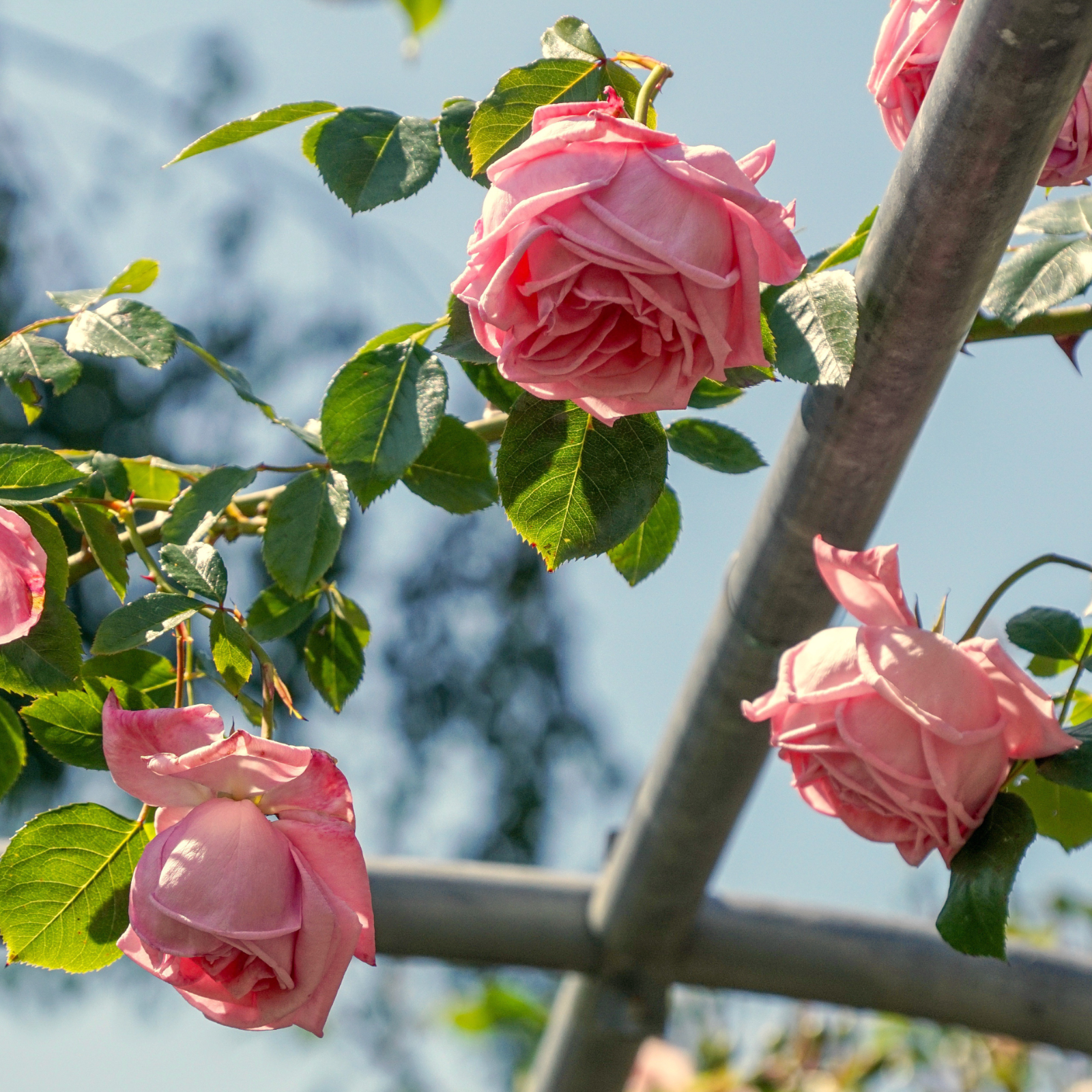 Garden Rose Candle