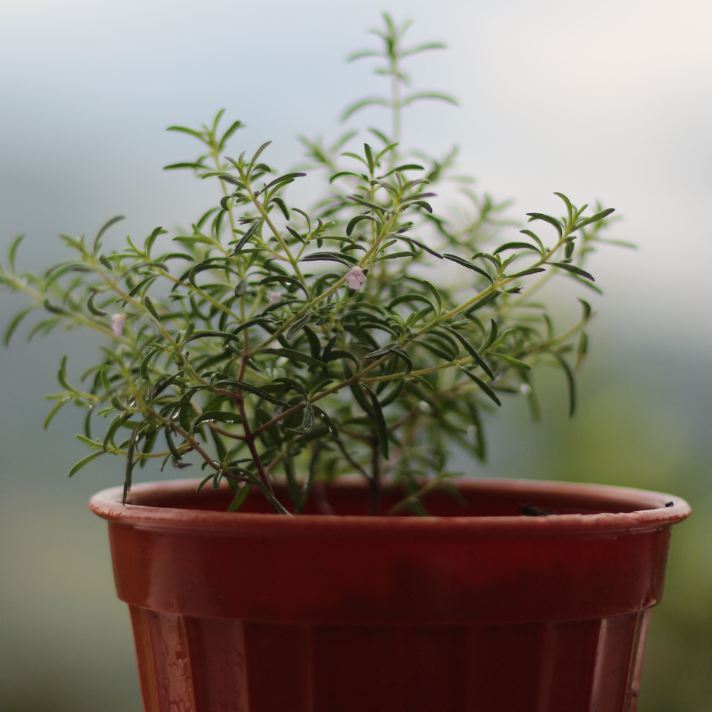 Herbal Steam Candle