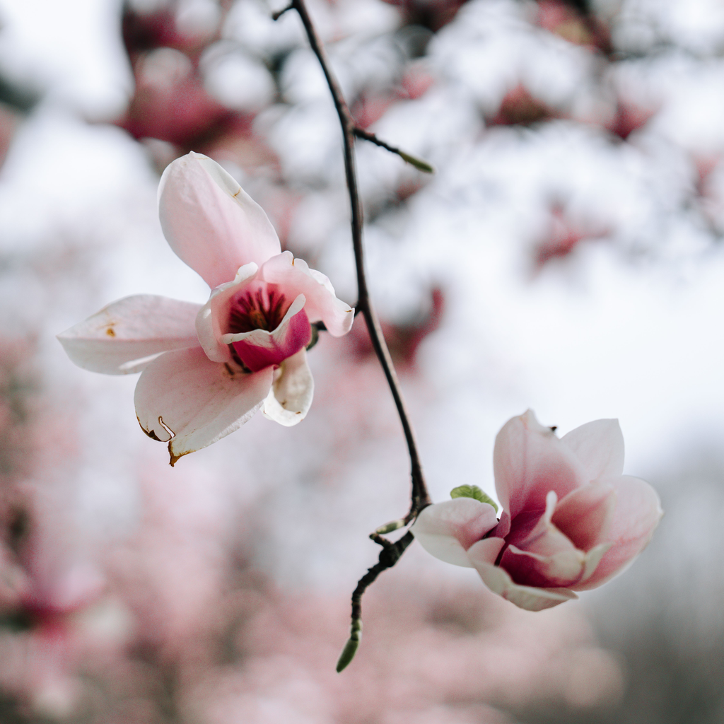 Magnolia Candle