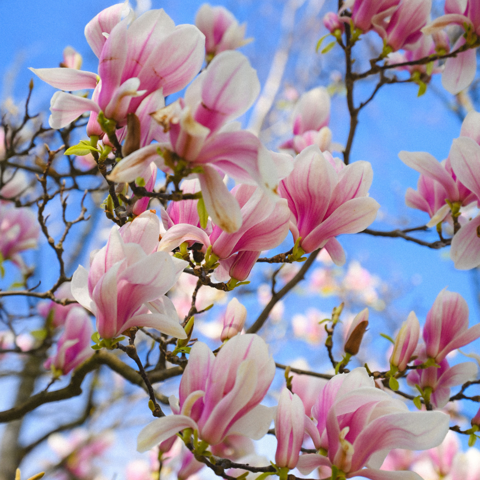 Magnolia Candle