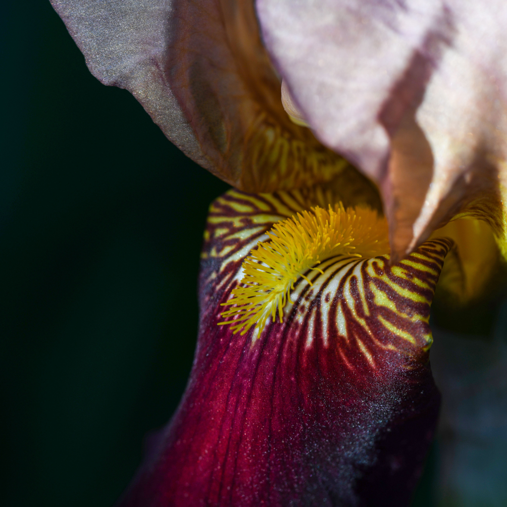 Midnight Iris Candle