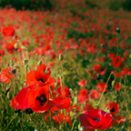 Poppy Fields Candle