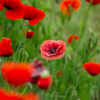 Poppy Fields Candle