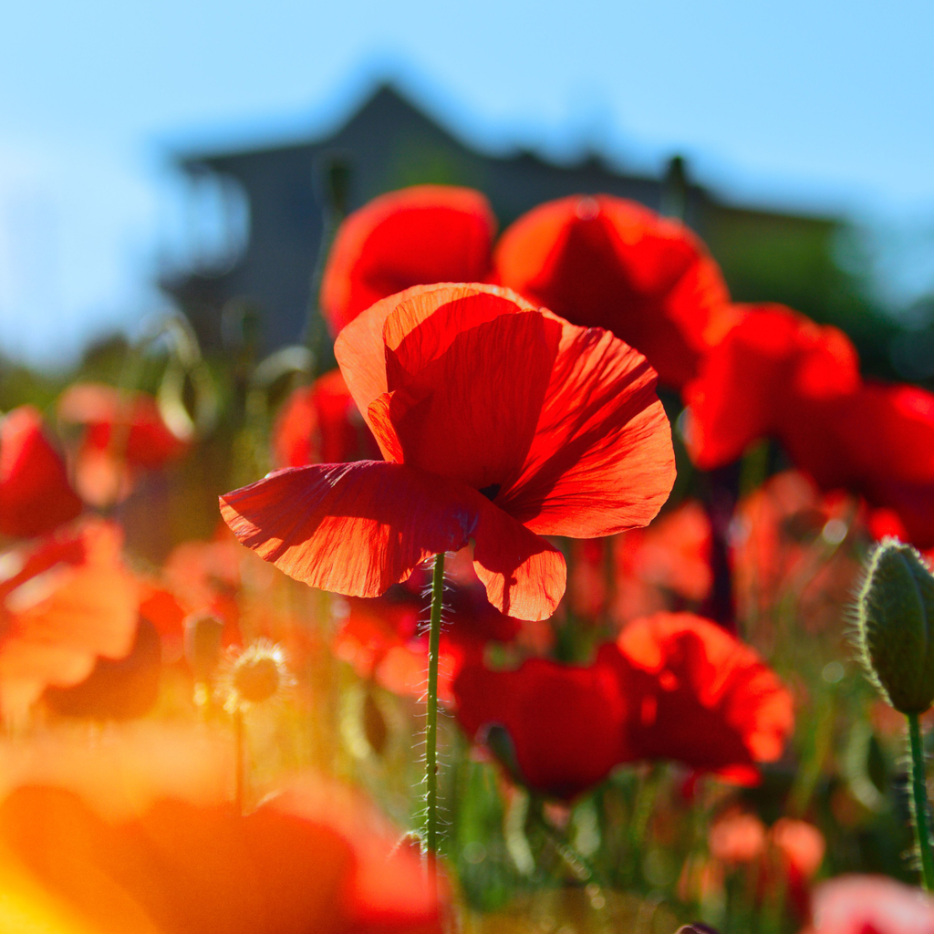 Poppy Fields Candle