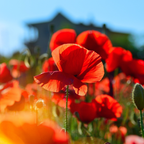 Poppy Fields Candle