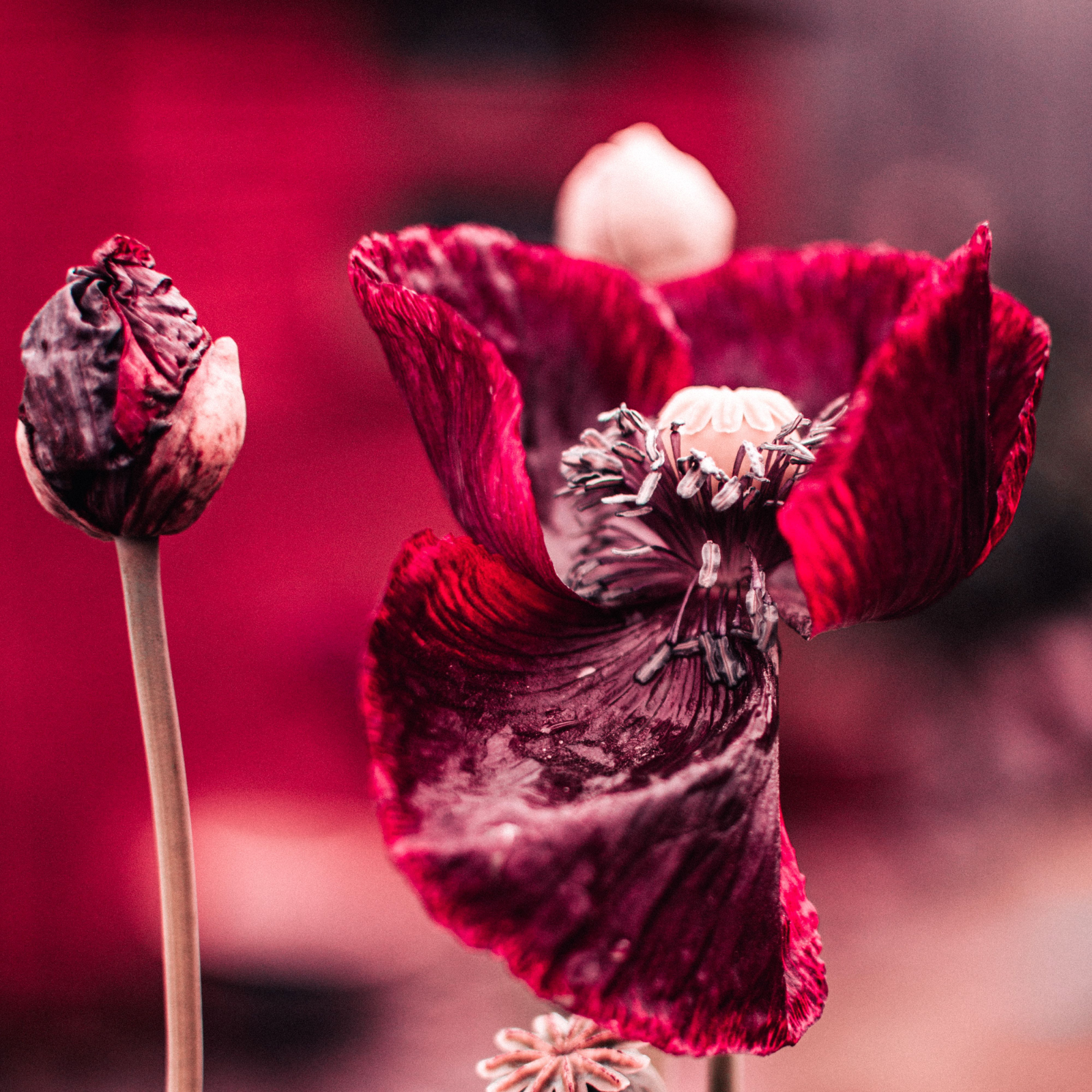 Poppy Fields Candle