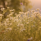 Summer Meadow Candle