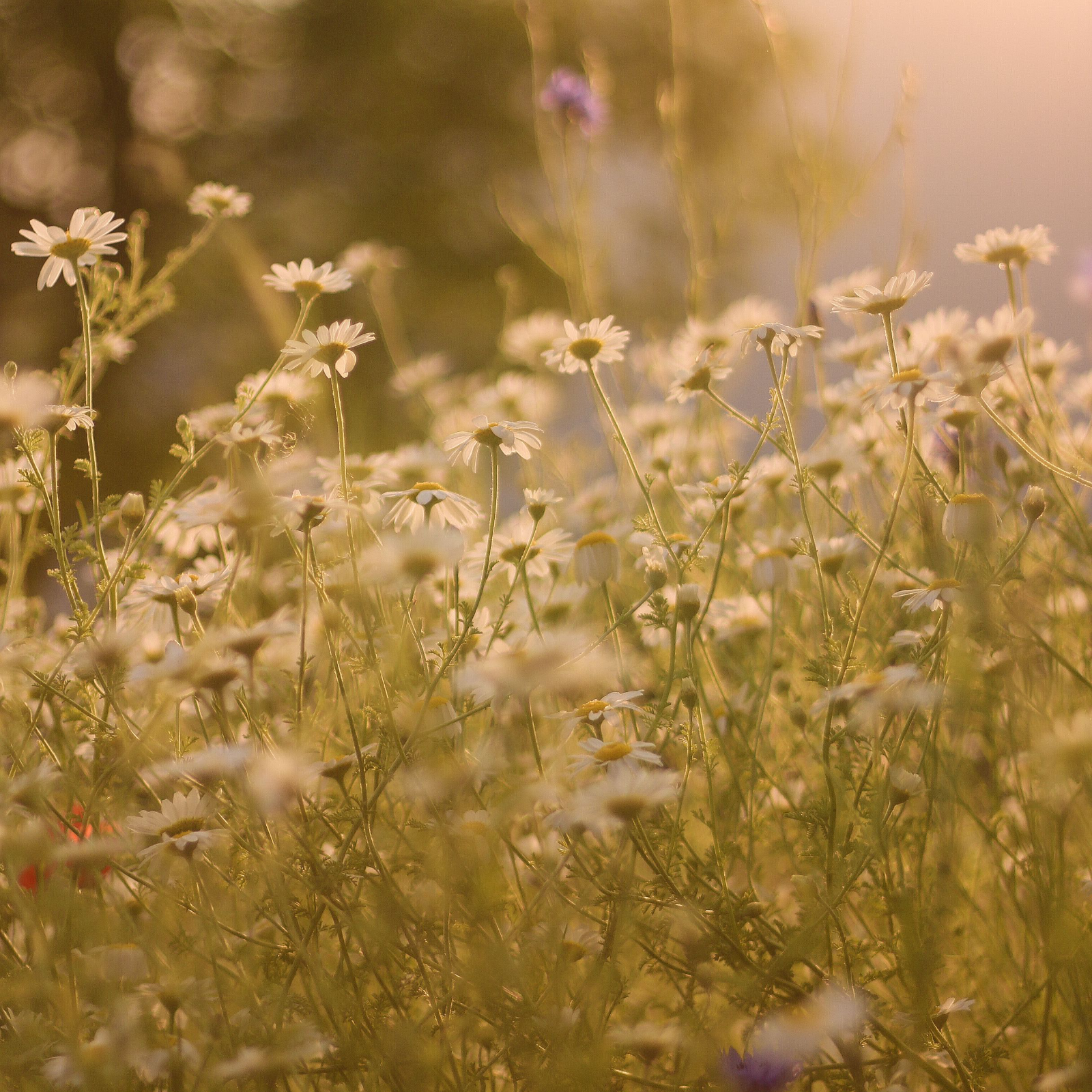 Summer Meadow Candle