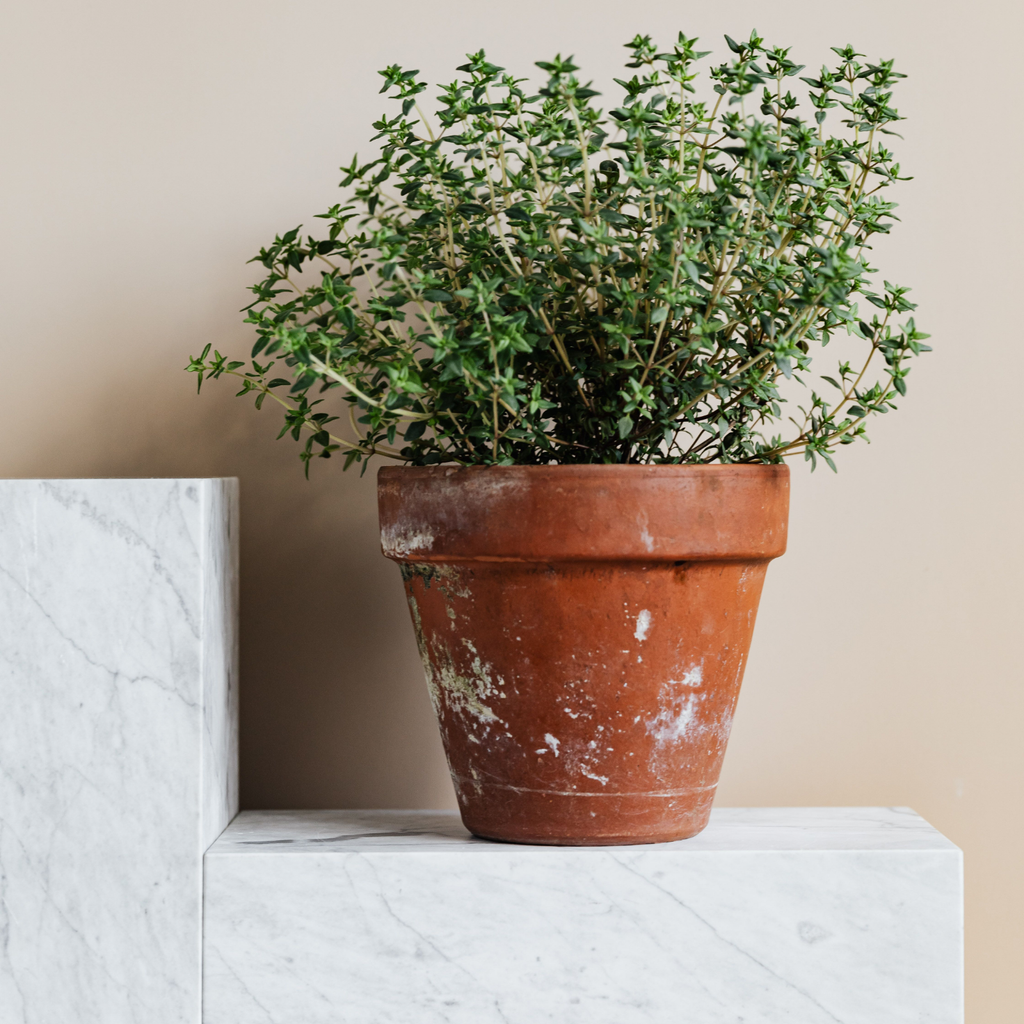 Thyme Candle