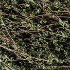 Thyme Candle