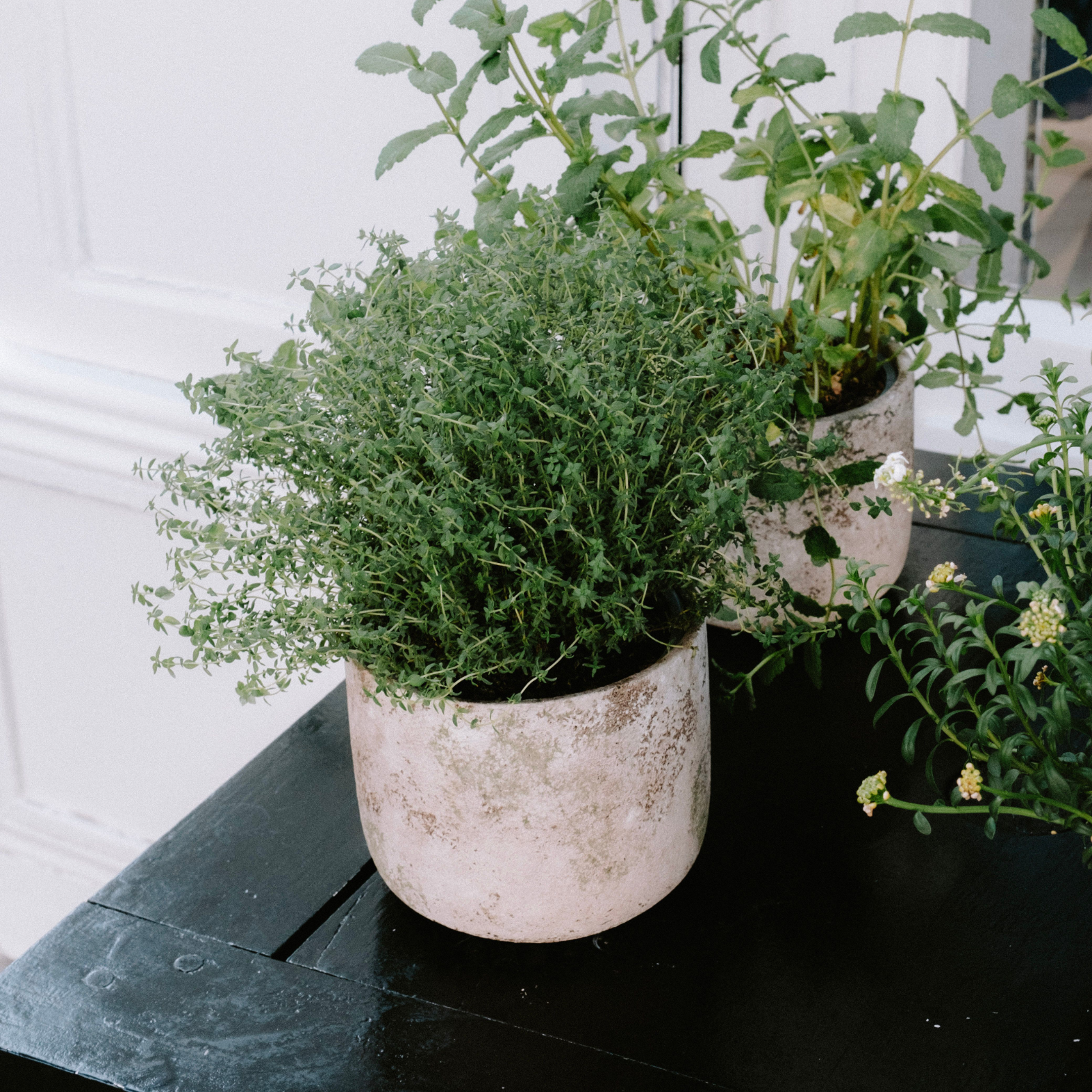 Thyme Candle
