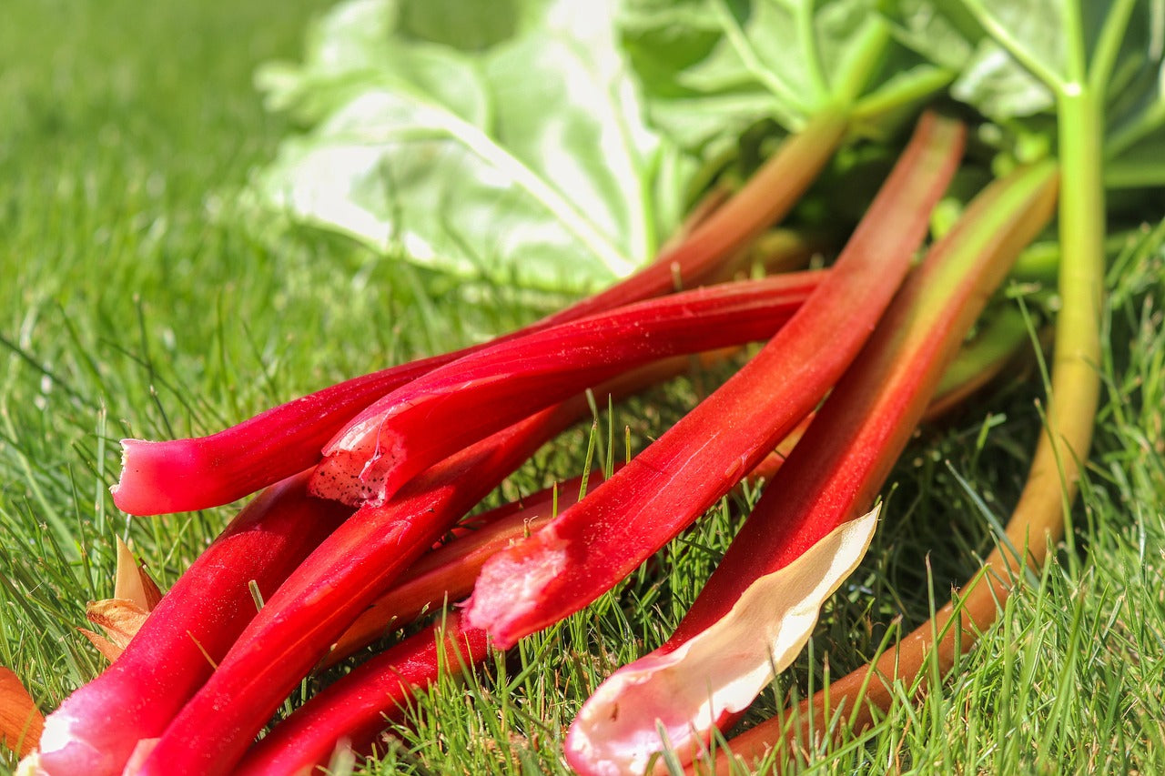 Pink Rhubarb Candle