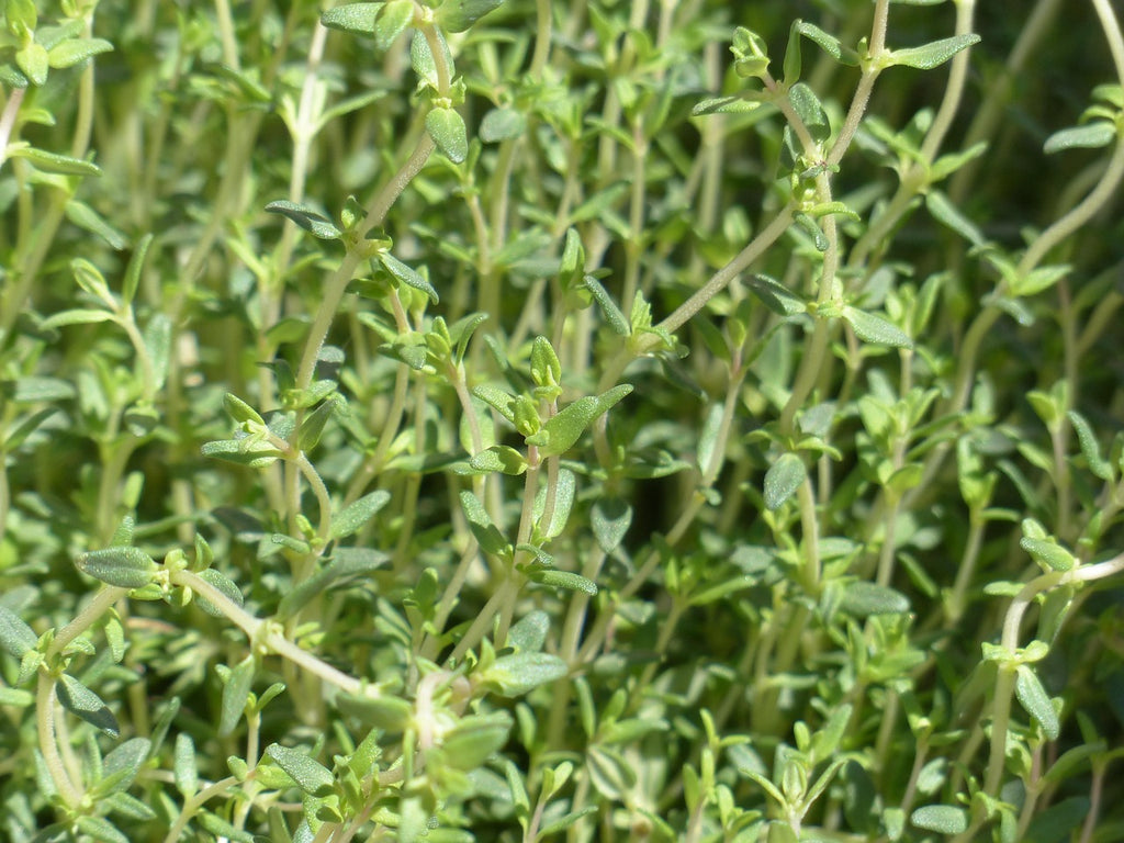 Thyme Candle