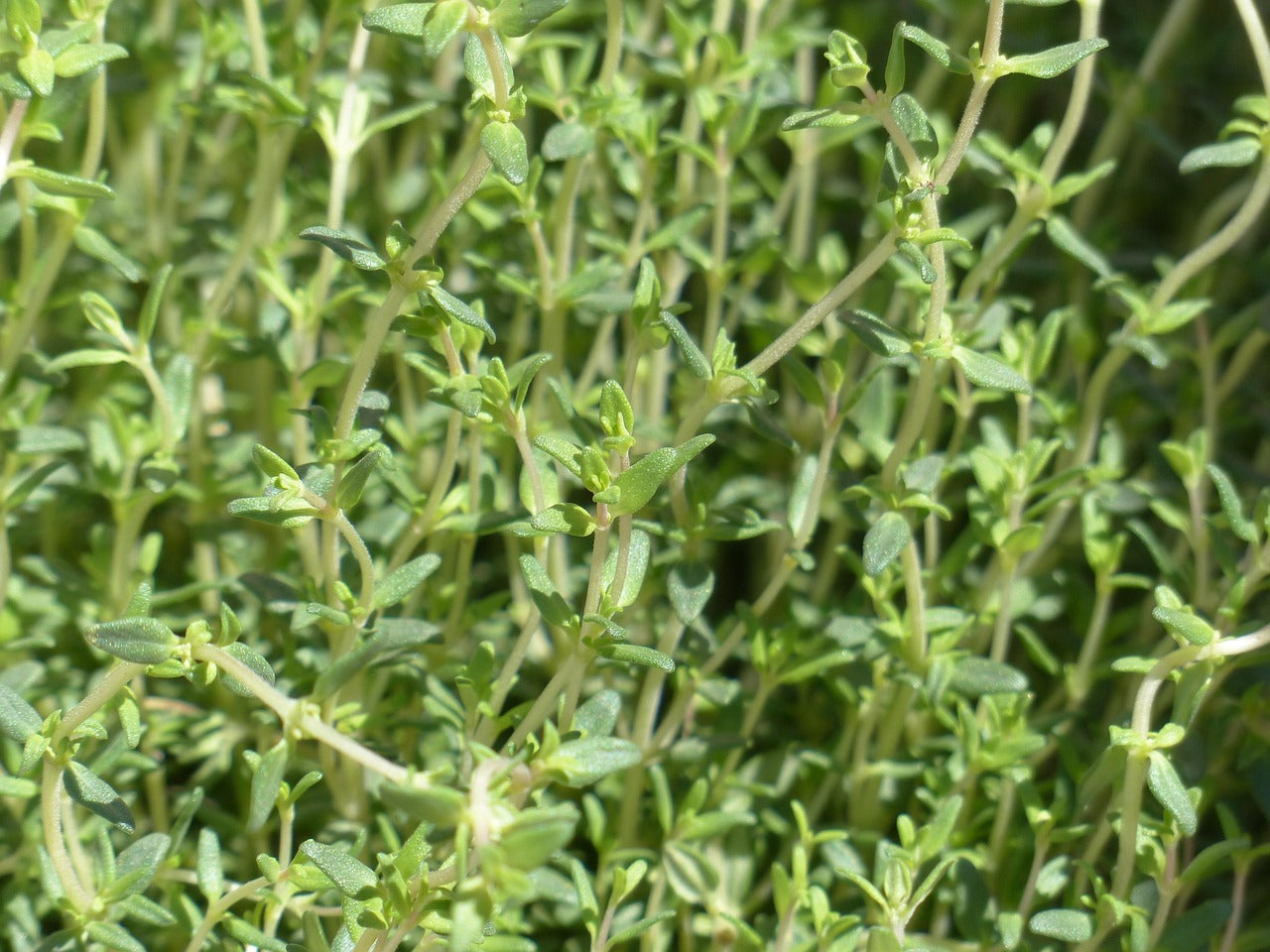 Thyme Candle