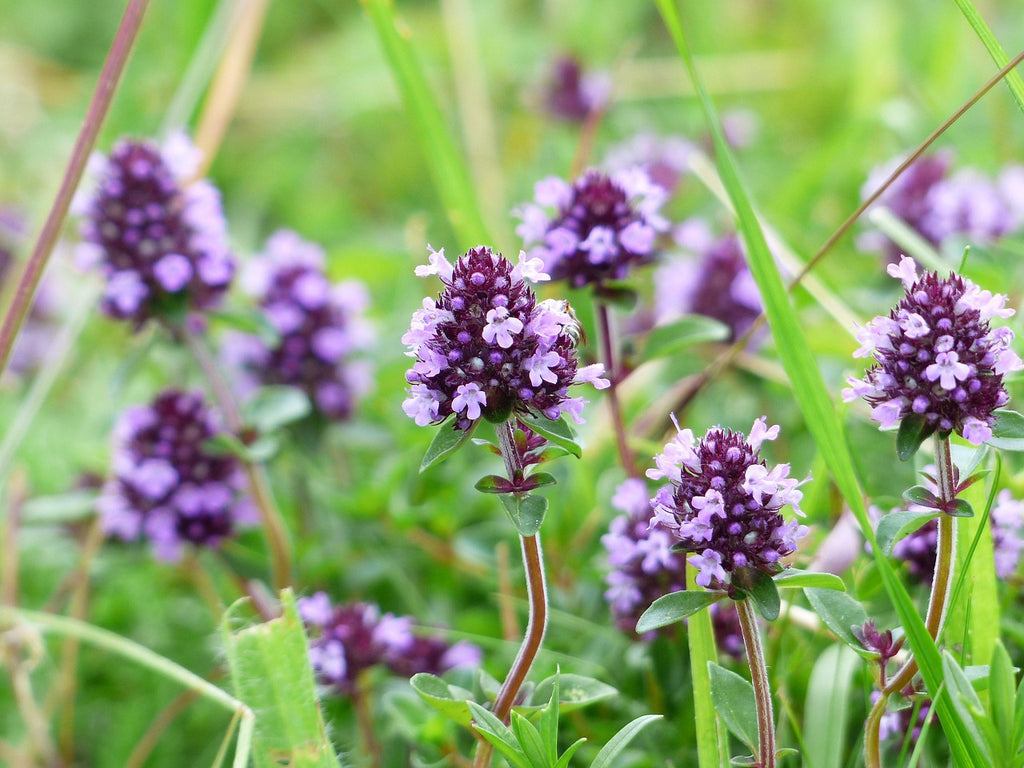 Thyme Candle