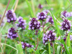 Thyme Candle